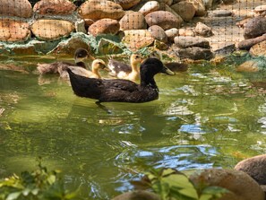 Un estanque con patos y una cerca de alambre.
