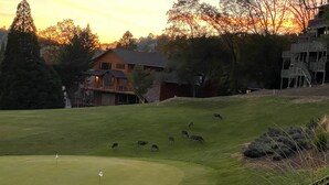 Um campo de golfe com haste de bandeira em primeiro plano, um edifício com telhado inclinado ao fundo e um grupo de ovelhas pastando na encosta.