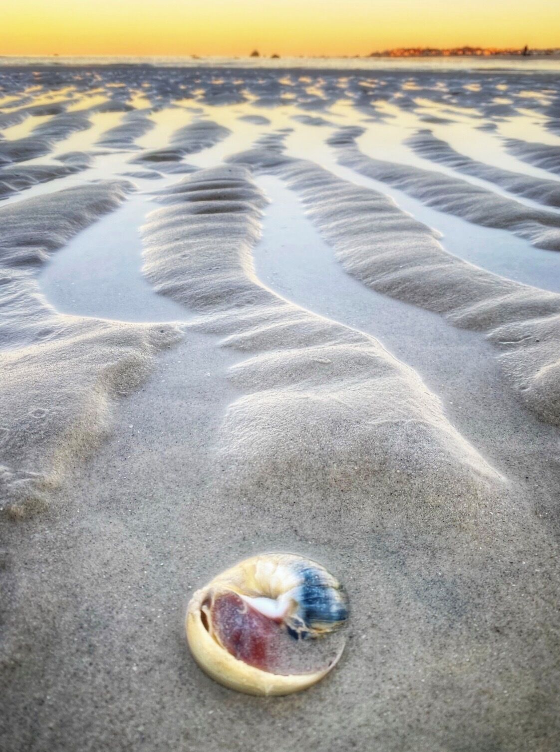 Uma praia de areia com pegadas e uma concha.