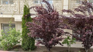 Un jardín con arbustos variados y una manguera en el suelo.