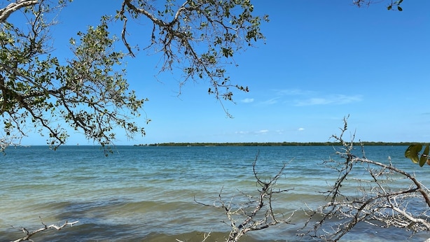Une plage avec une eau claire, des arbres et une côte visible au loin.