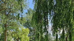 A lush garden with a variety of trees, a stone pathway, and a well-maintained lawn. - "storchenhuus", Wunderschönes Fachwerkhaus , Garten , 200 m vom Bodden (Wiek)