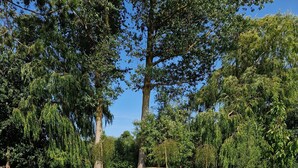 An outdoor dining area with a round wooden table and chairs, surrounded by a brick patio and lush greenery. - "storchenhuus", Wunderschönes Fachwerkhaus , Garten , 200 m vom Bodden (Wiek)