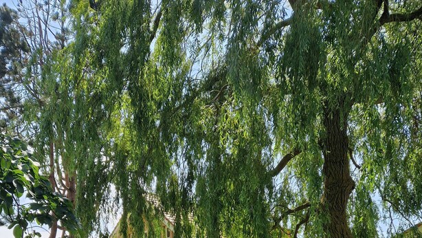 A grassy area with a large tree and a brick building in the background. - "storchenhuus", Wunderschönes Fachwerkhaus , Garten , 200 m vom Bodden (Wiek)
