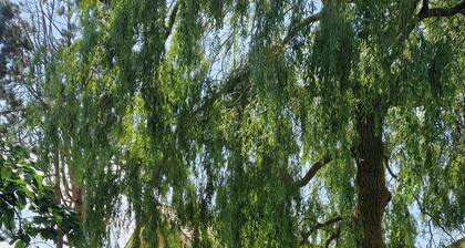 "storchenhuus", Wunderschönes Fachwerkhaus , Garten , 200 m vom Bodden