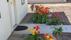 Un jardin où l’on peut admirer des tulipes rouges, jaunes et oranges devant un bâtiment doté d’une porte blanche et de bordures vertes.