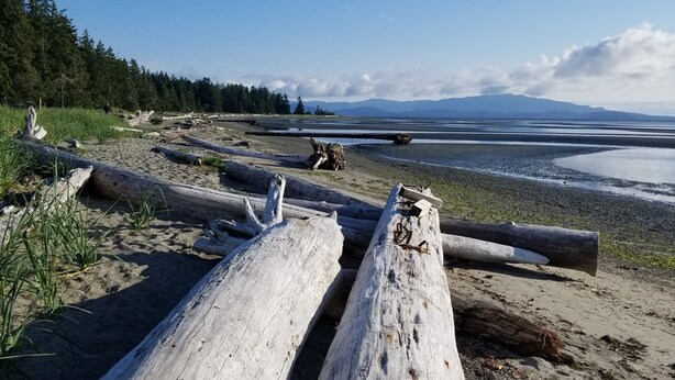 Une plage parsemée de troncs d’arbres et de bois flotté, un ciel dégagé et des montagnes à l’horizon.