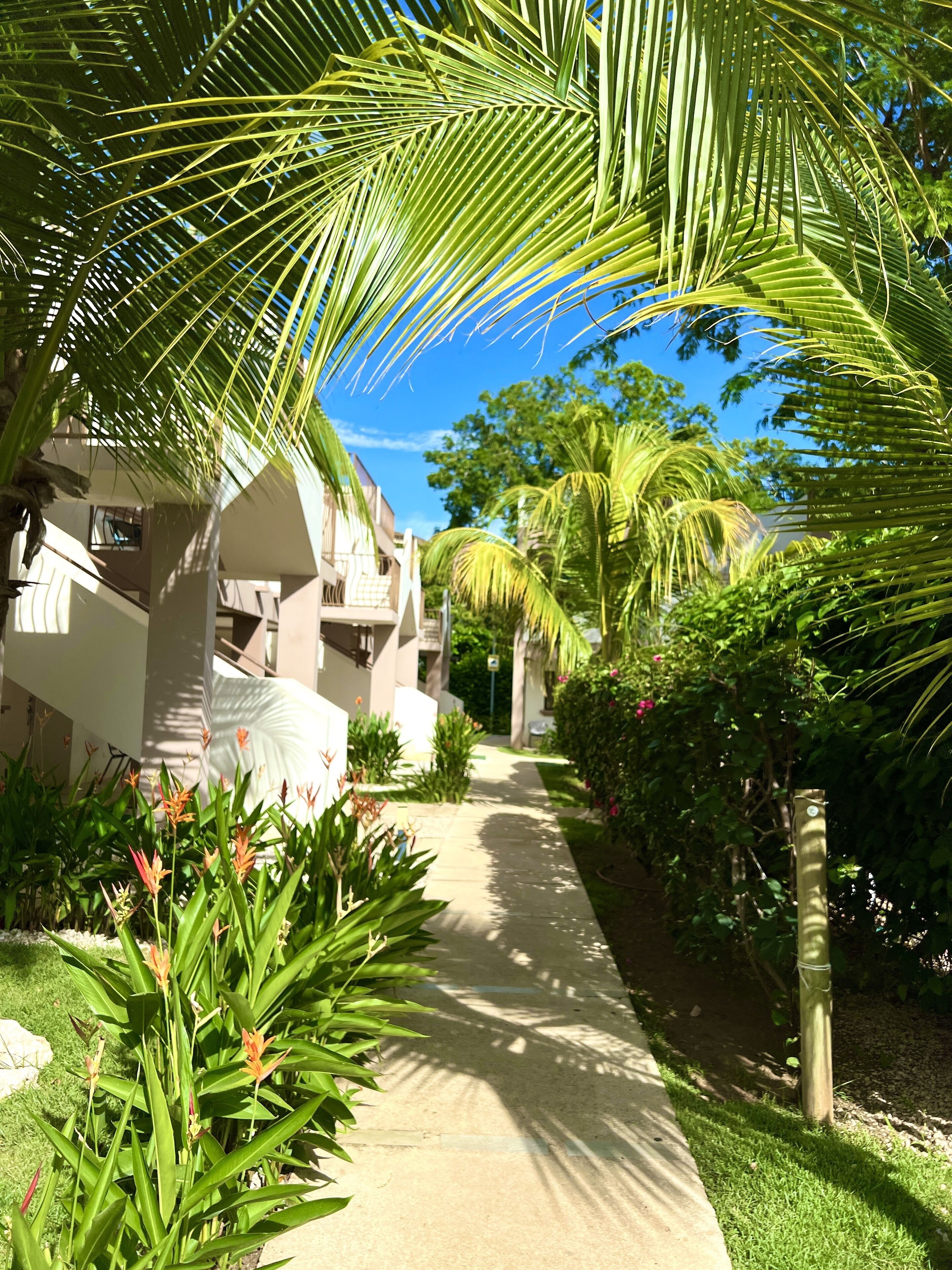 Un sendero bordeado de exuberante vegetación y palmeras, que conduce a un edificio de fachada blanca y balcones.