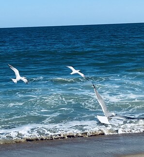 Playa