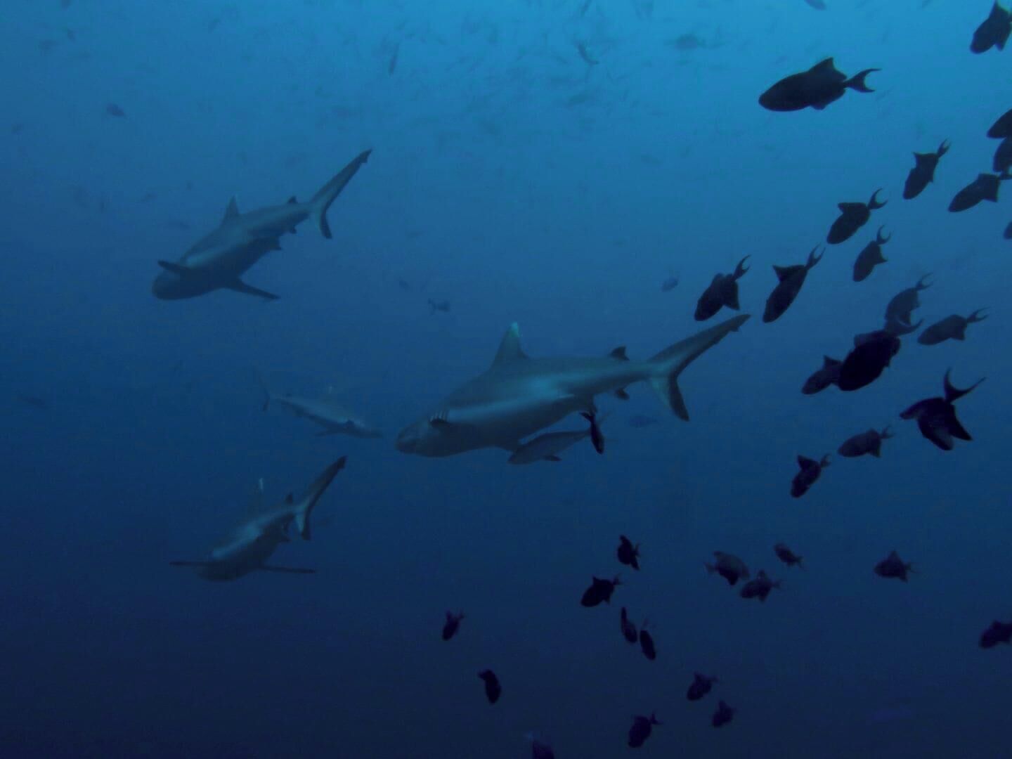 A group of sharks swimming in the ocean.