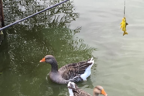 Gänse beim Schwimmen auf dem Teich