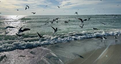 Shark tooth getaway