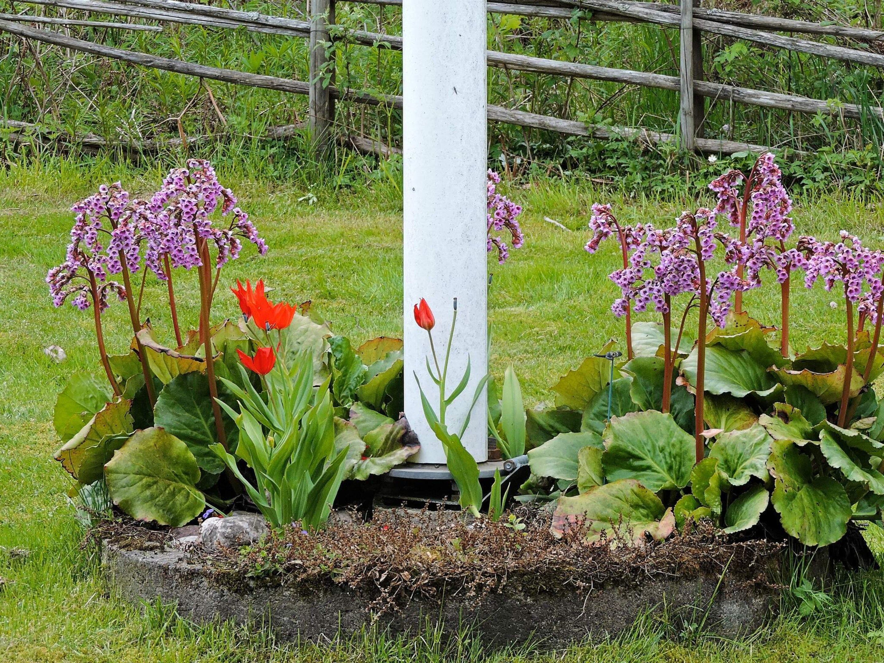 A garden with flowering plants and a wooden fence in the background.
