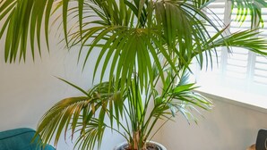 A potted plant with long green leaves in a modern room with a teal sofa and a small wooden table. - Amazing Guest Cottage in Nottingham with Parking! - Pass the Keys (Nottingham)
