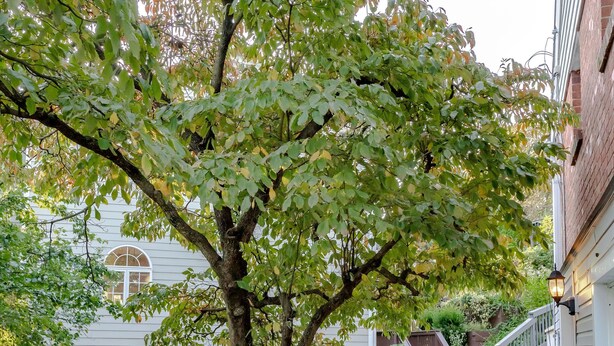 Ein Holzdeck mit einem Baum in der Mitte, umgeben von einer grauen Geländer.