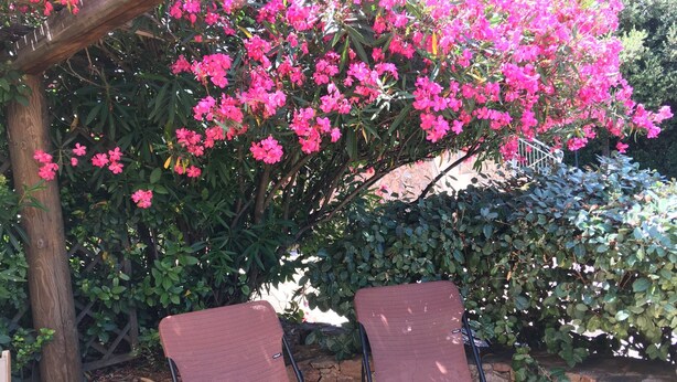 Two chairs under a pergola with pink flowers and a stone wall. - Apartment-Standard-Ensuite with Shower-Sea View-T2 (Porto-Vecchio)