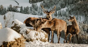 Exterior - Bergkristall - Mein Resort im Allgäu (Oberstaufen)