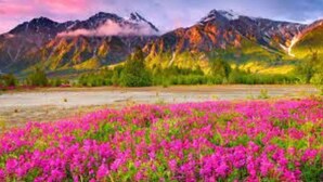 A mountain landscape with a field of pink flowers in the foreground.