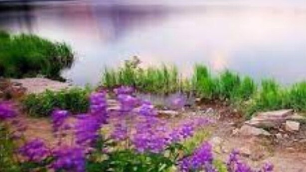 A mountain landscape with a lake and purple flowers in the foreground.