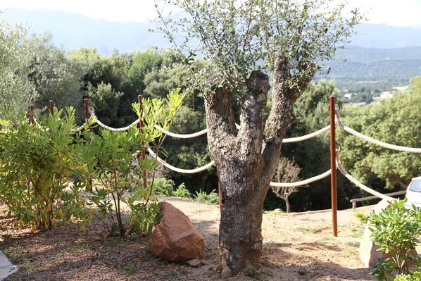 A tree with a rope barrier, a large rock, and a view of a mountainous landscape.