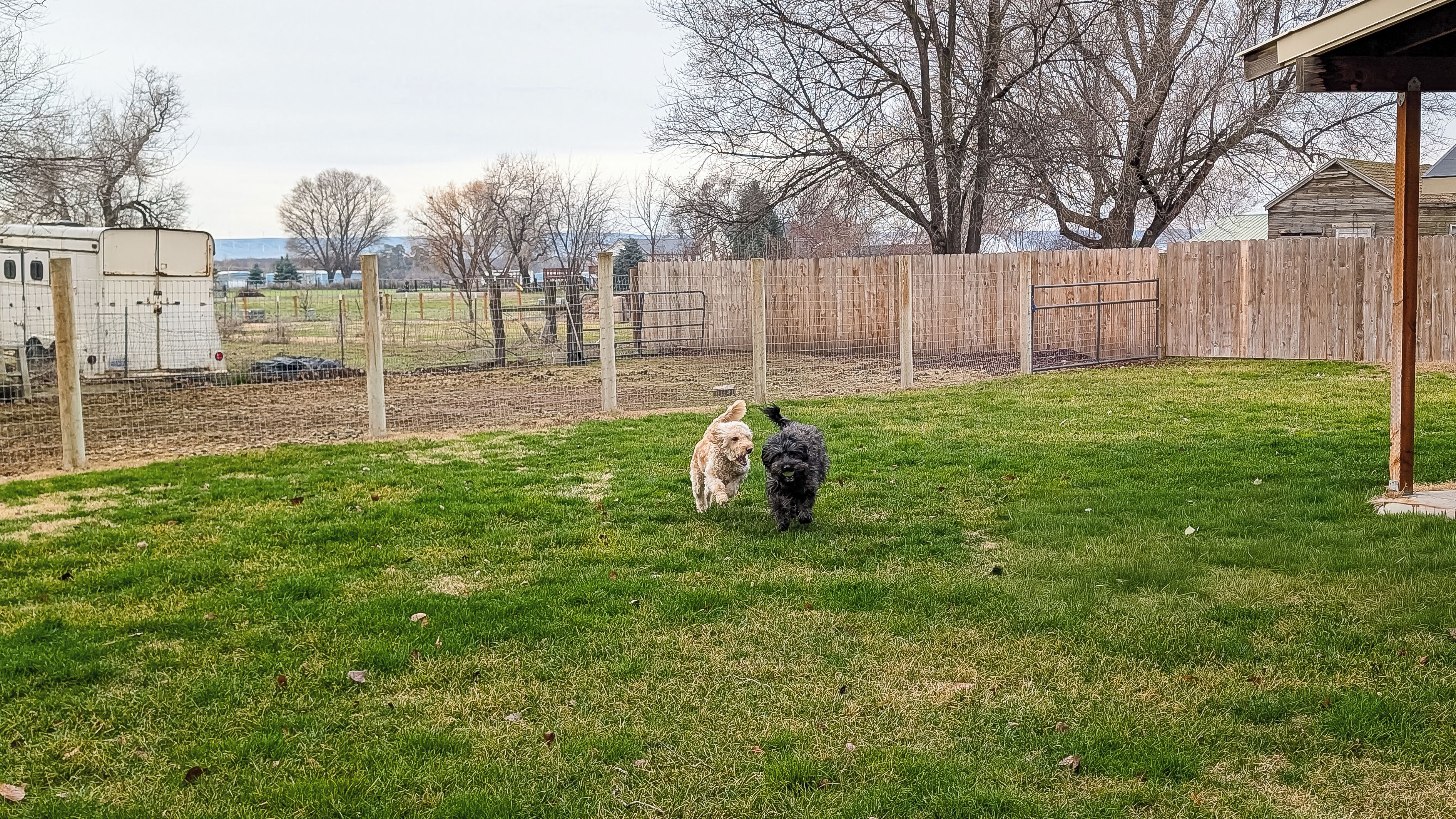 A fenced yard with two dogs running.