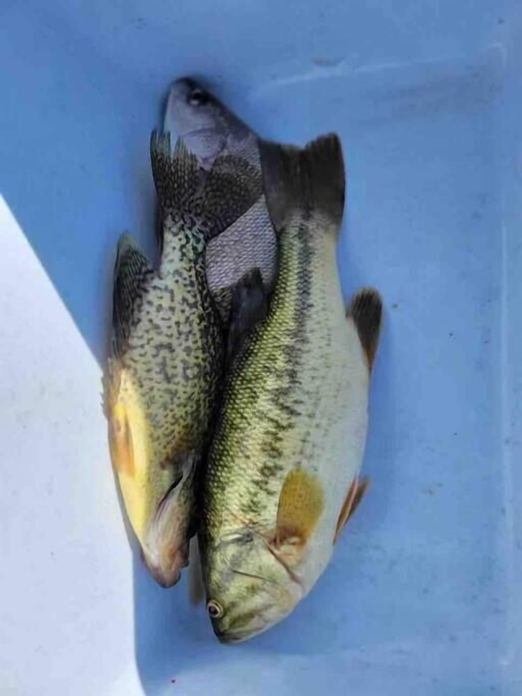 Dos peces en un recipiente azul.