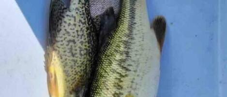 Dos peces en un recipiente azul.