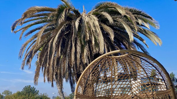 A wicker chair with a cushion labeled "RELAX" on a balcony with a palm tree and a view of a street. - Urban Escape: Trendy 1-Bed Condo with Balcony (San Diego)