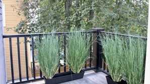Een balkon met drie grote potplanten, een houten terras en een beige gebouw op de achtergrond.