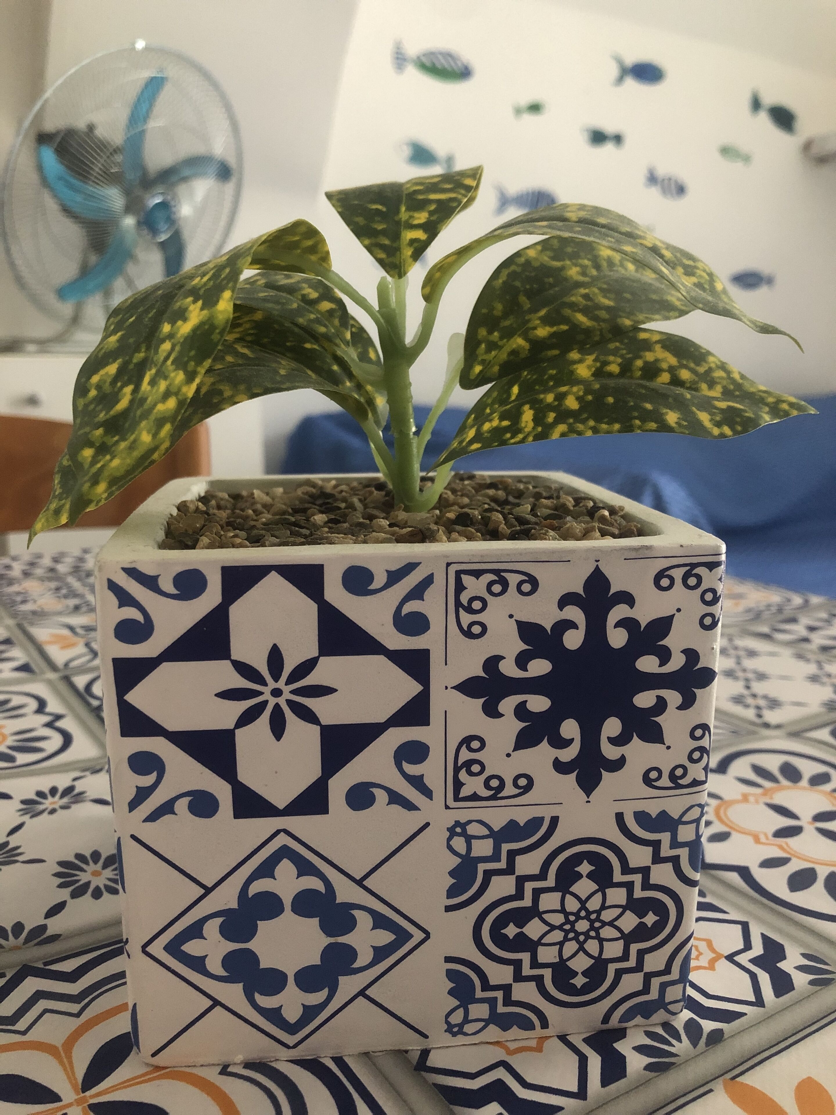 A potted plant with variegated leaves in a decorative cube planter.