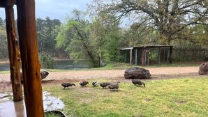A grassy outdoor area with a brick pathway, a wooden structure, and a pond in the background. - Littlecreek: Rustic cabin get away. (Avinger)