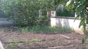 Un jardín con camas elevadas, un árbol y un edificio al fondo.