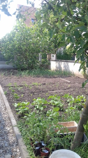 A garden with raised beds, a tree, and a building in the background.
