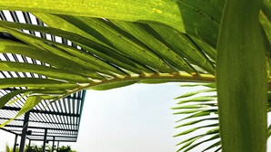 Una piscina infinita en la azotea con vistas al horizonte de la ciudad, rodeada de palmeras y sillas de descanso.