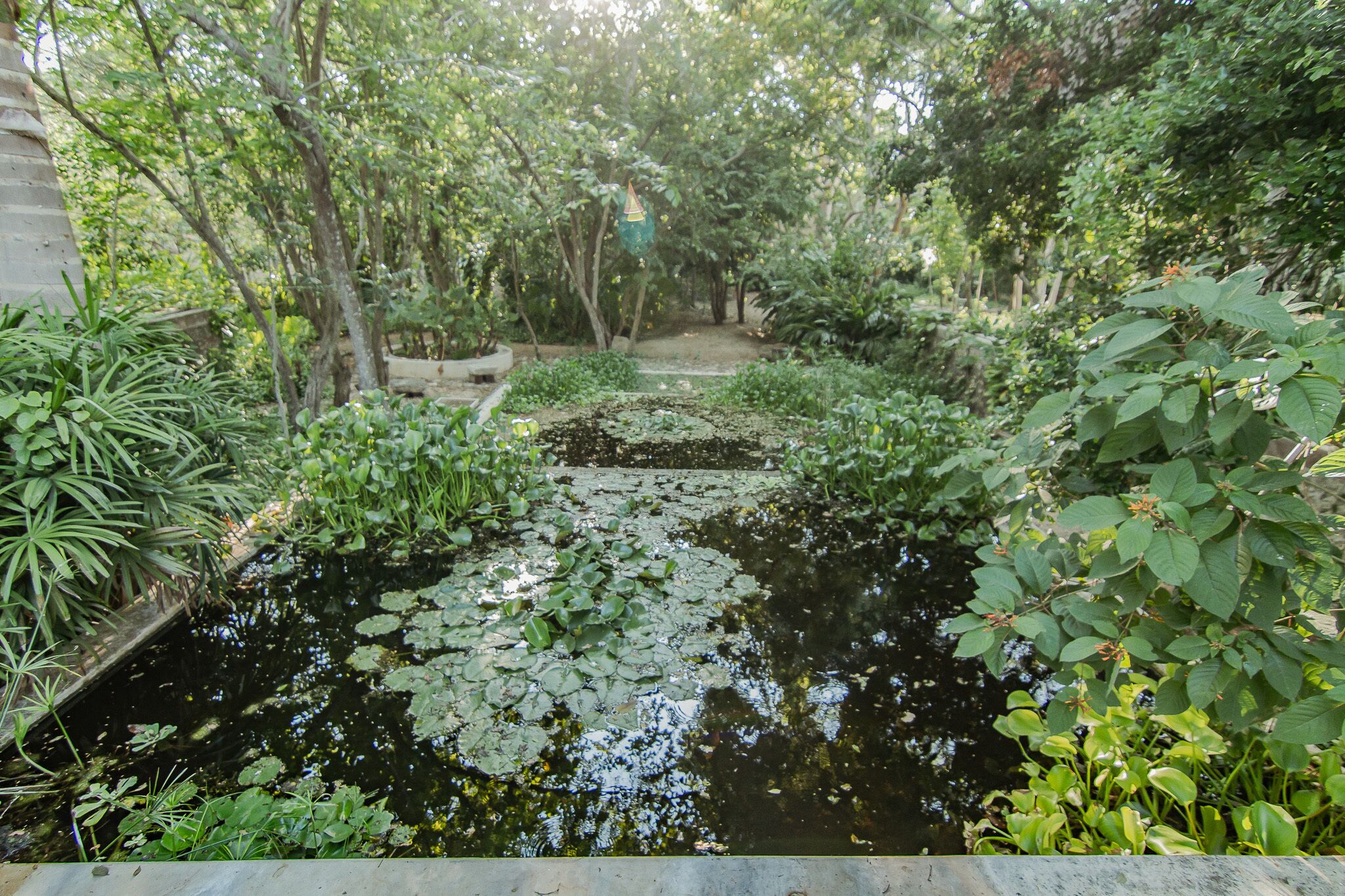 Un étang entouré d’une végétation luxuriante et d’arbres.