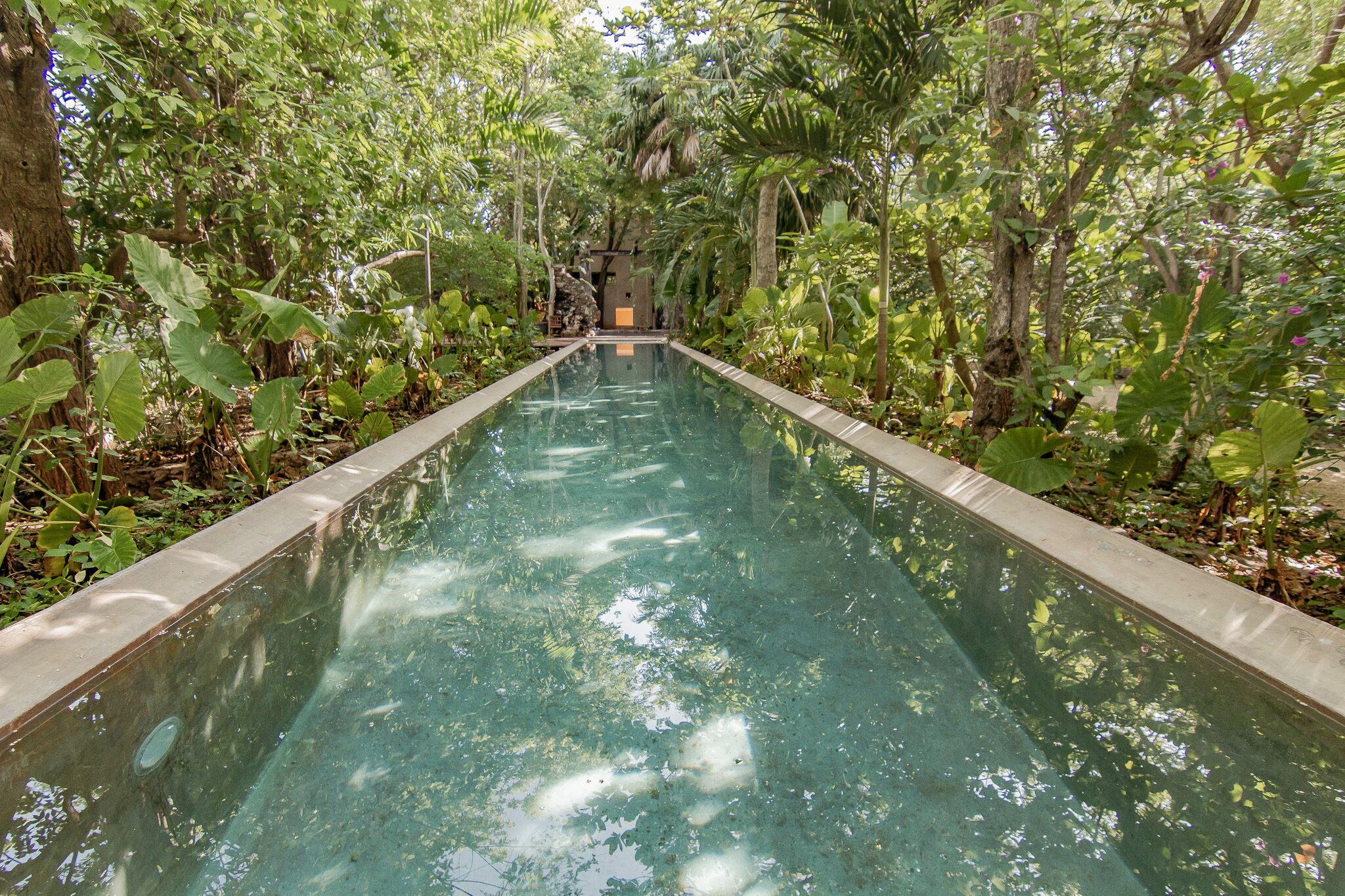 A rectangular pool with clear water, surrounded by dense tropical foliage.