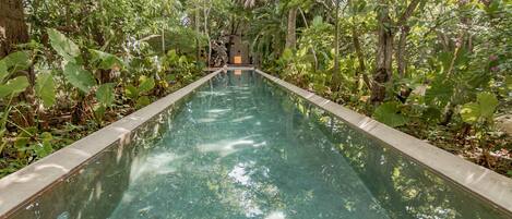 A rectangular pool with clear water, surrounded by dense tropical foliage.