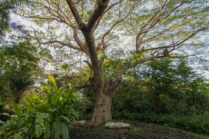 A large tree with a thick trunk and extensive branches, surrounded by dense foliage and other vegetation.
