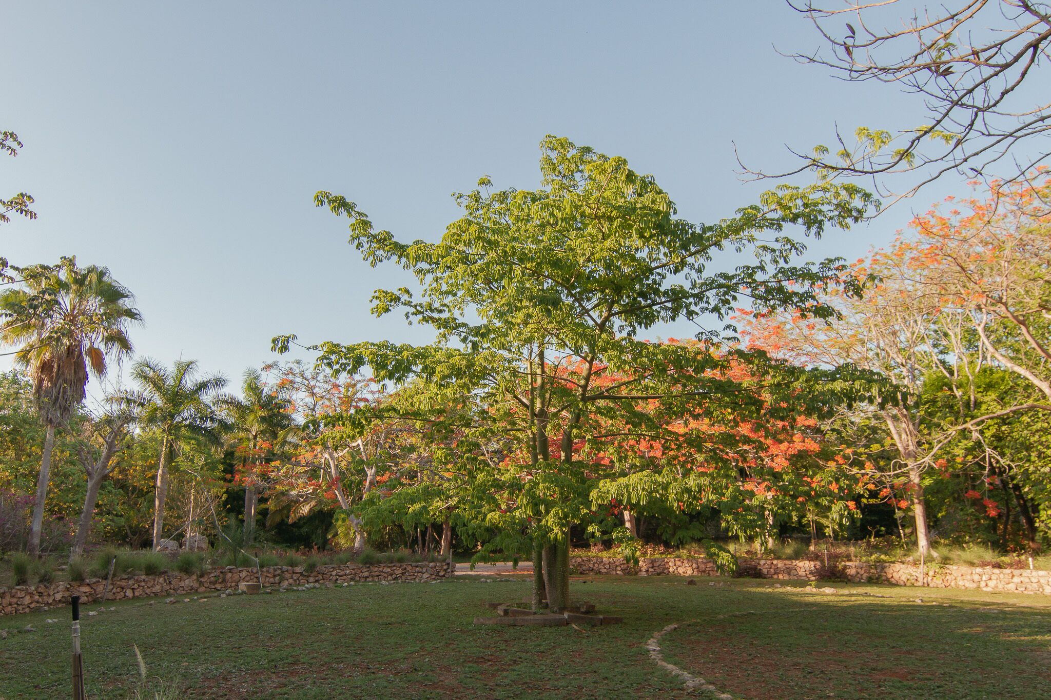 Un parco con un albero centrale circondato da erba e altri alberi.