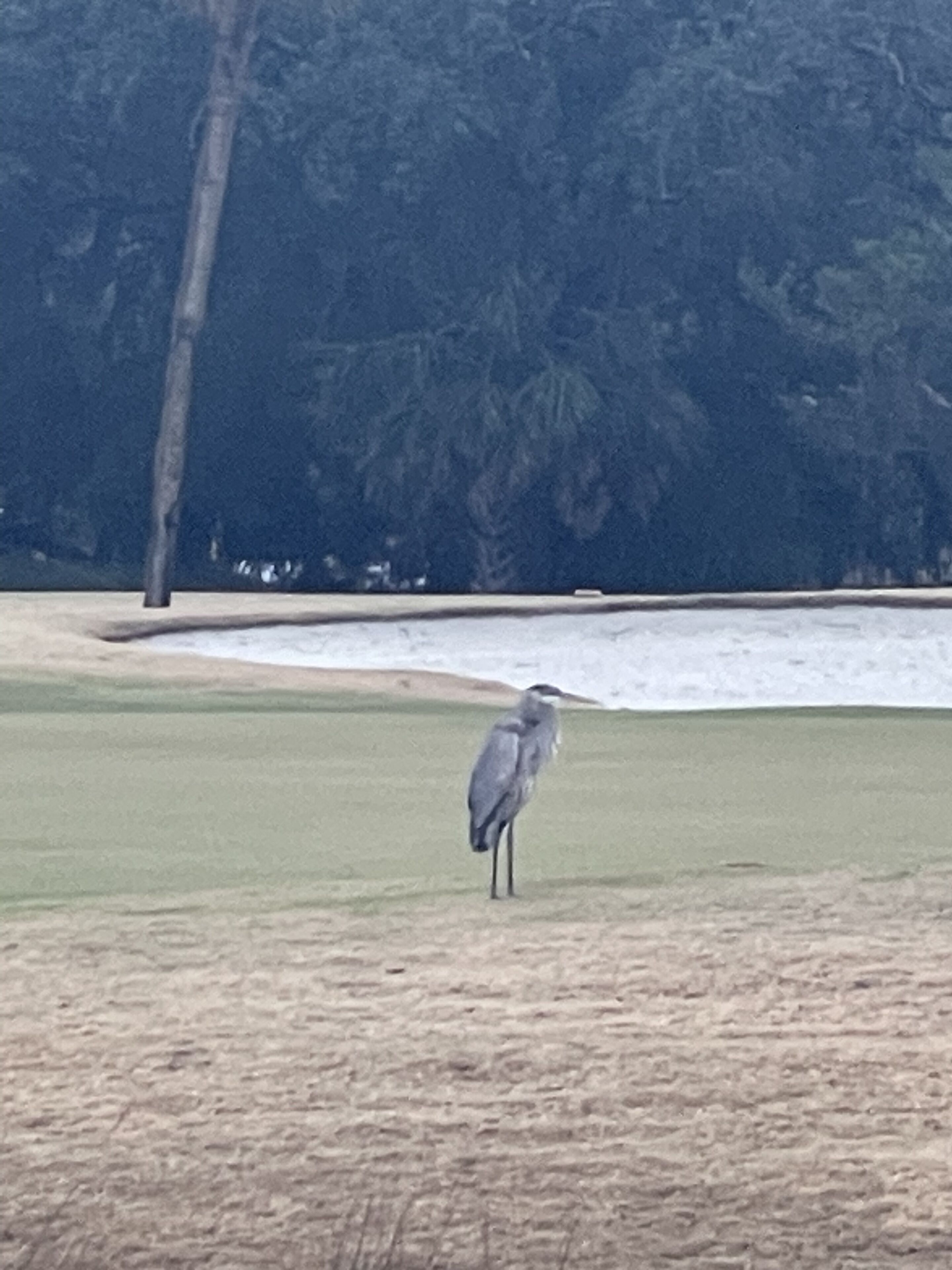 A bird standing on a grassy area with a tree and a body of water in the background.