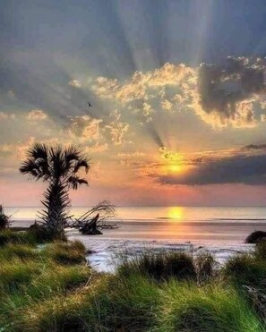 A sunset over a beach with palm trees and grass.