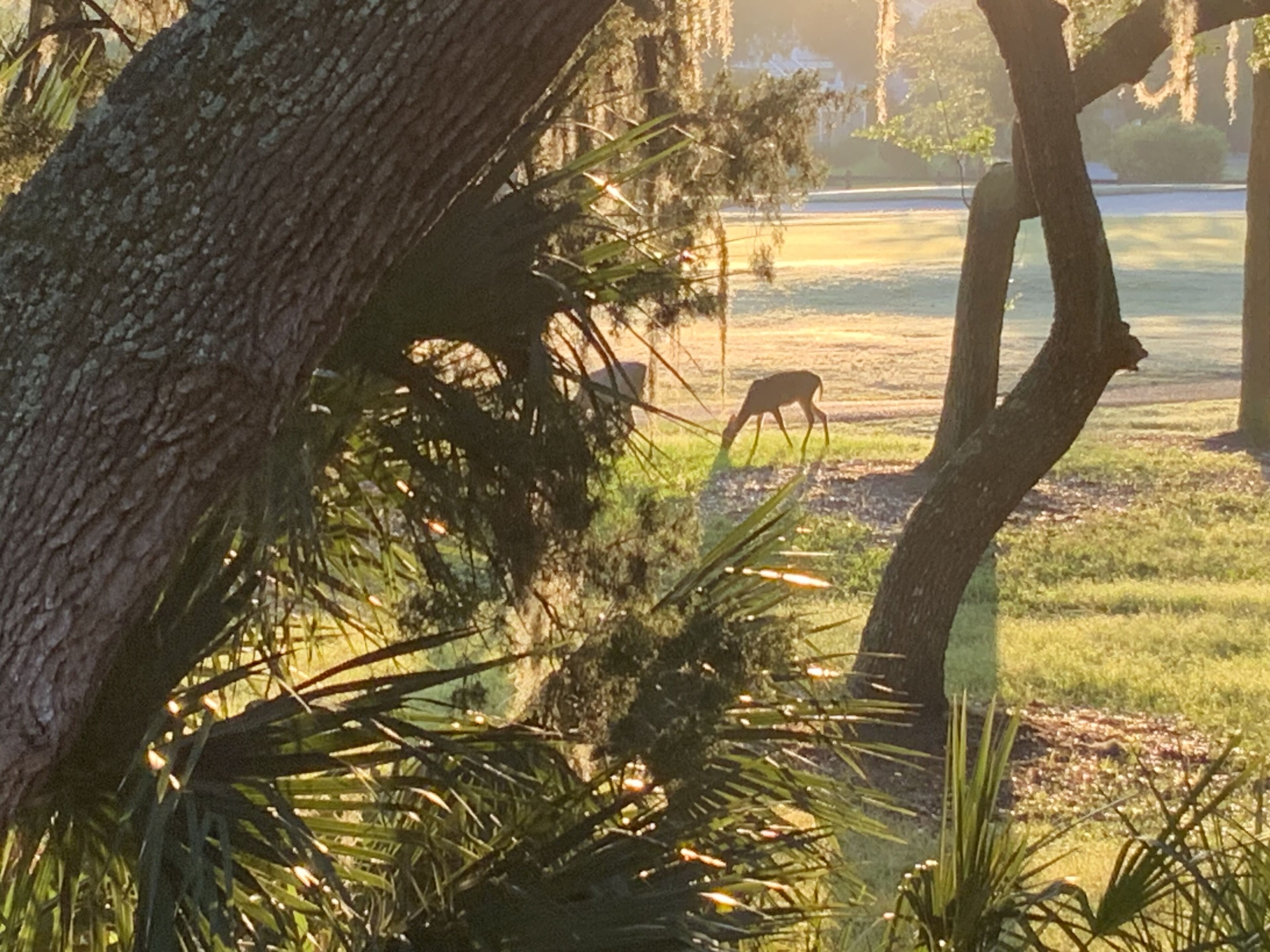 A deer grazing in a grassy field with trees in the foreground.
