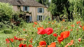 A house with a garden full of red poppies. - Attractive holiday home in central France (Tranzault)