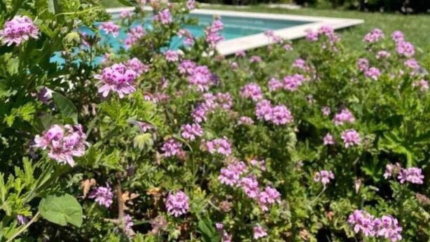 Un jardin avec des fleurs roses et une piscine en arrière-plan.