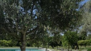 Un espace aménagé au bord de la piscine, avec des chaises longues, un arbre et des jardinières.