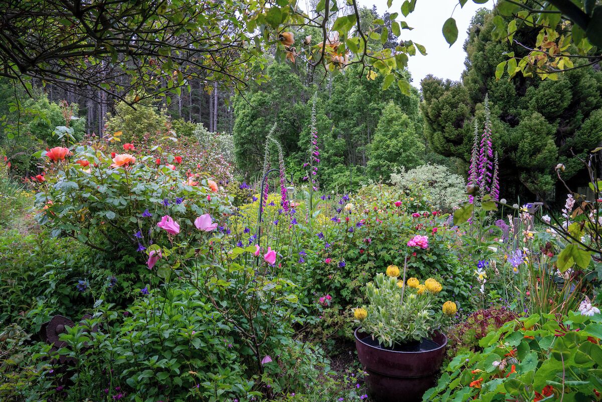 Een weelderige tuin met verschillende bloeiende planten en bomen.