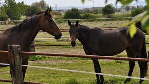Two horses in a fenced area with a grassy field and distant buildings in the background. - STUDIO APARTMENT A FEW KM FROM THE BEACH OF CESENATICO (cesenatico)