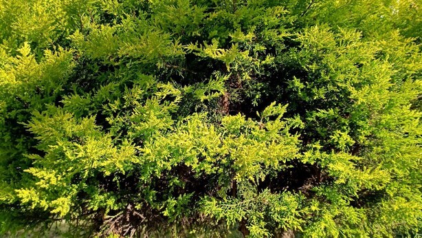Un árbol con follaje verde denso frente a un edificio con tejado de tejas.