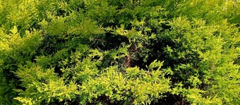 TRADITIONAL STUDIOS IN NATURE'S BEAUTY, FOR RELAXING FAMILY HOLIDAYS