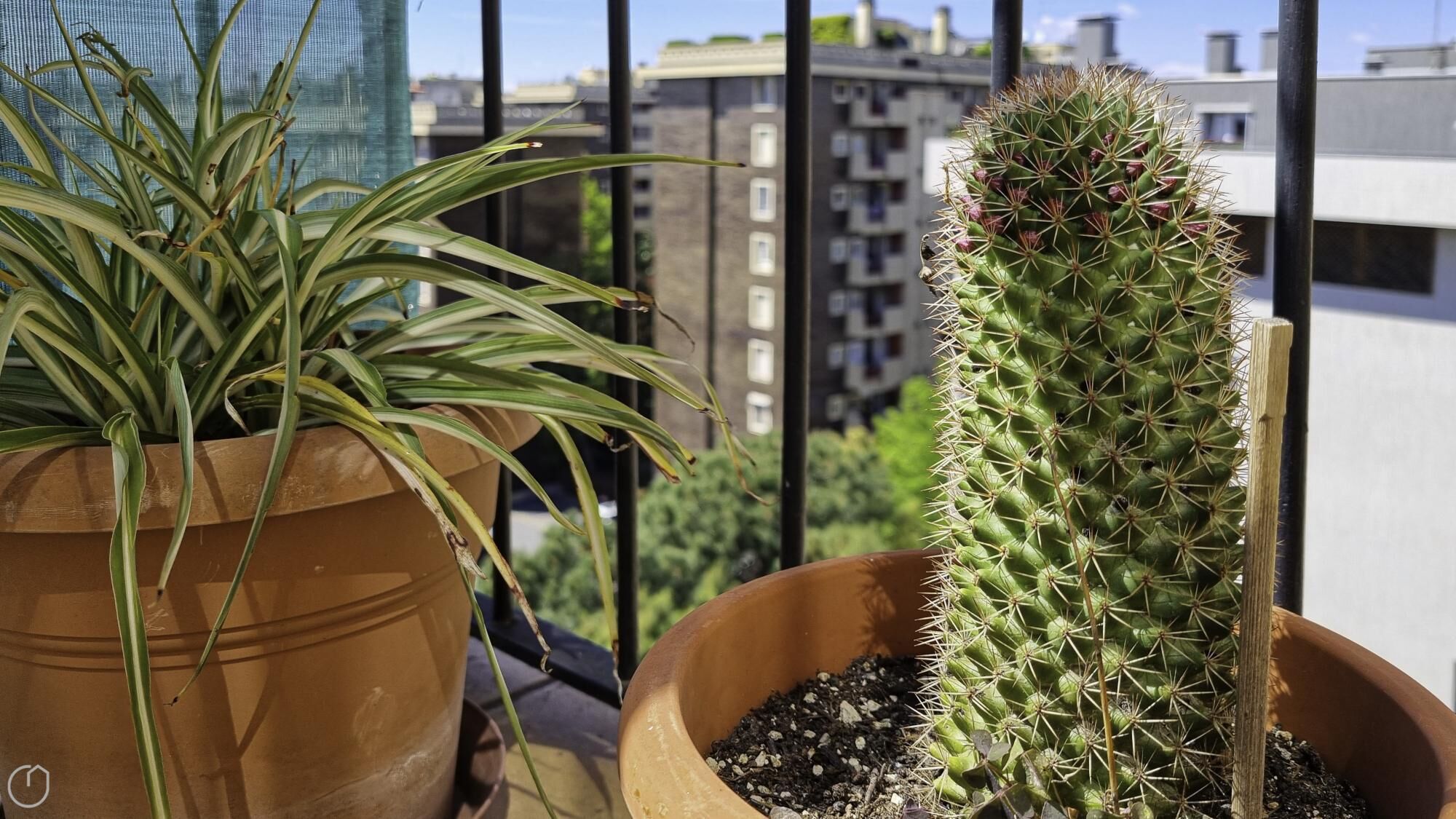 Two potted plants, one with long green leaves and another with a tall, spiky cactus, on a balcony with a cityscape in the background.